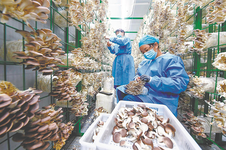 安徽联手农业科技“国家队”