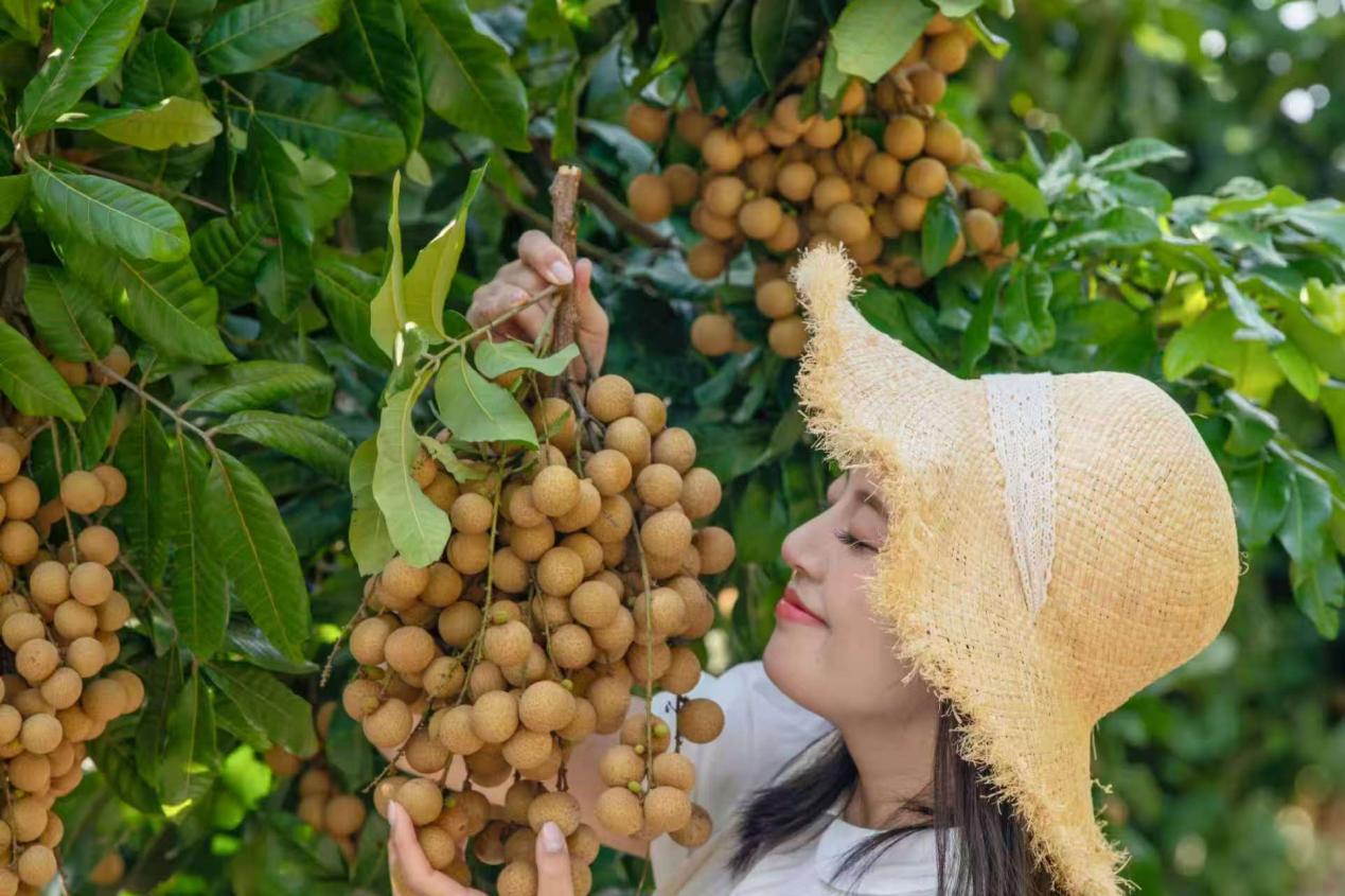 福建省厦门市同安：凤梨穗龙眼迎来丰收季