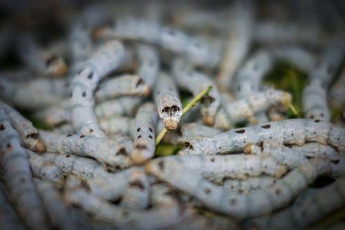 全球首张!重庆科学家绘制家蚕超级泛基因组图谱 全球首张!重庆科学家绘制家蚕超级泛基因组图谱