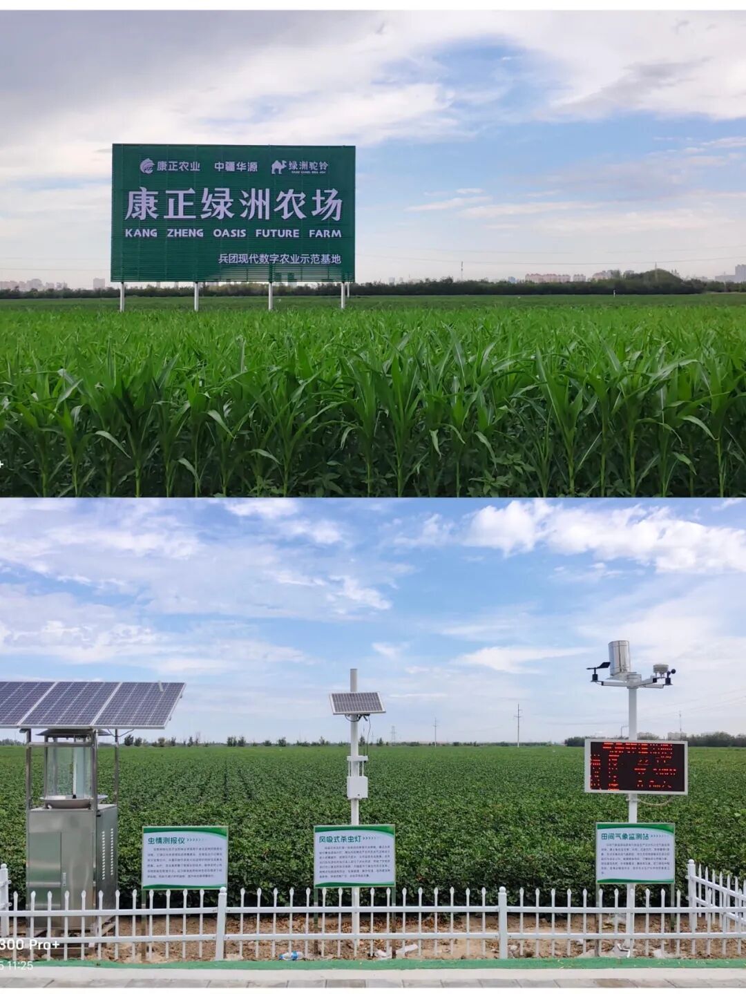 康正公司高产示范田：康正绿洲农场迎第八师玉米制种观摩团考察观摩 全链协同试验成果获高度认可