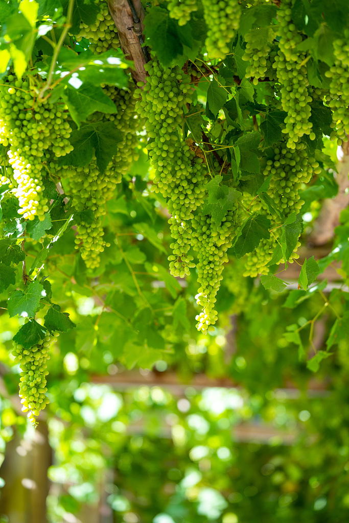 听绿色未来｜戈壁涌出三文鱼，节水工程赋能多元产业