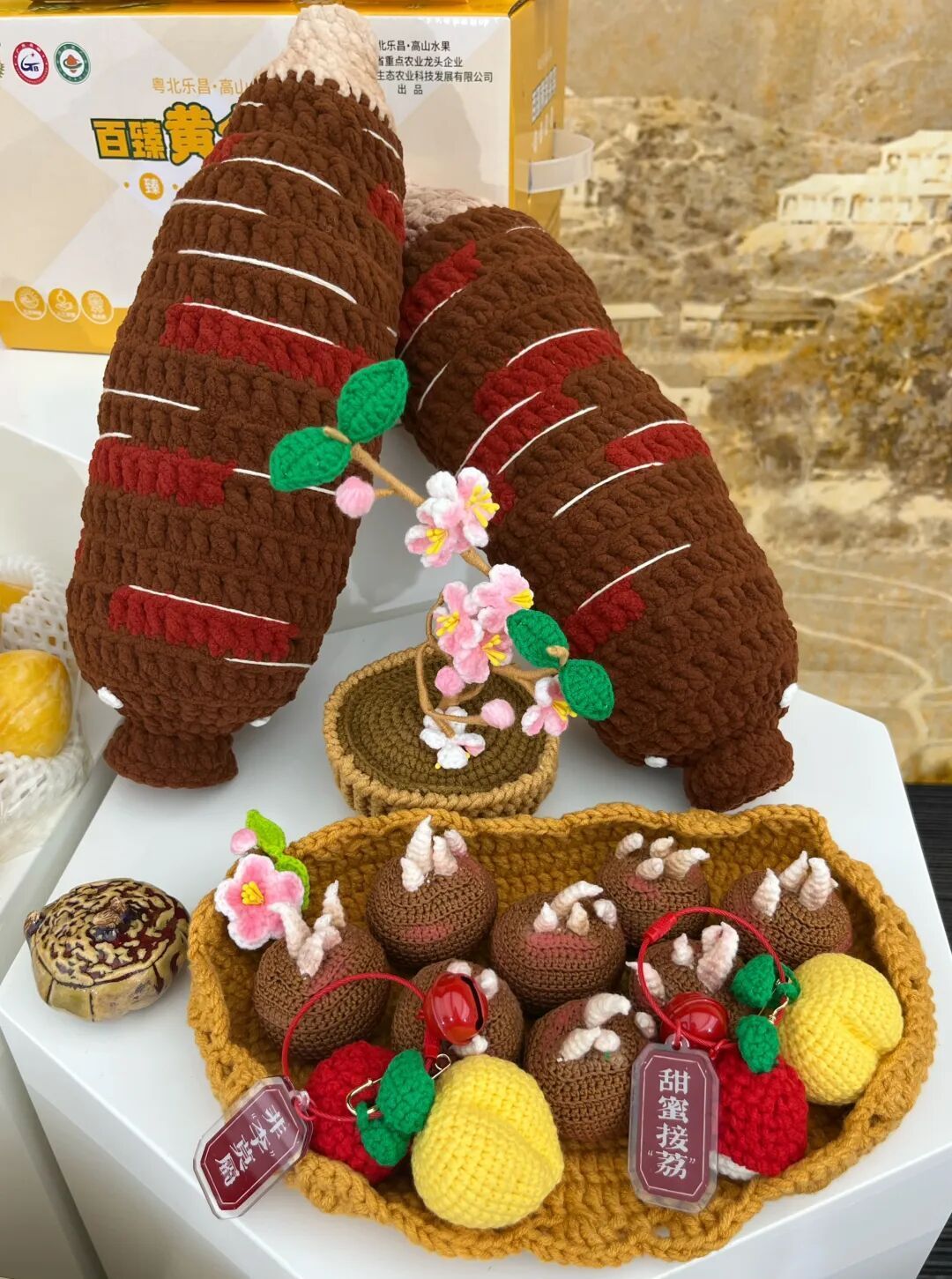 “杜鹃花”映“香江月”:港韶“研学之约”续写烽火弦歌