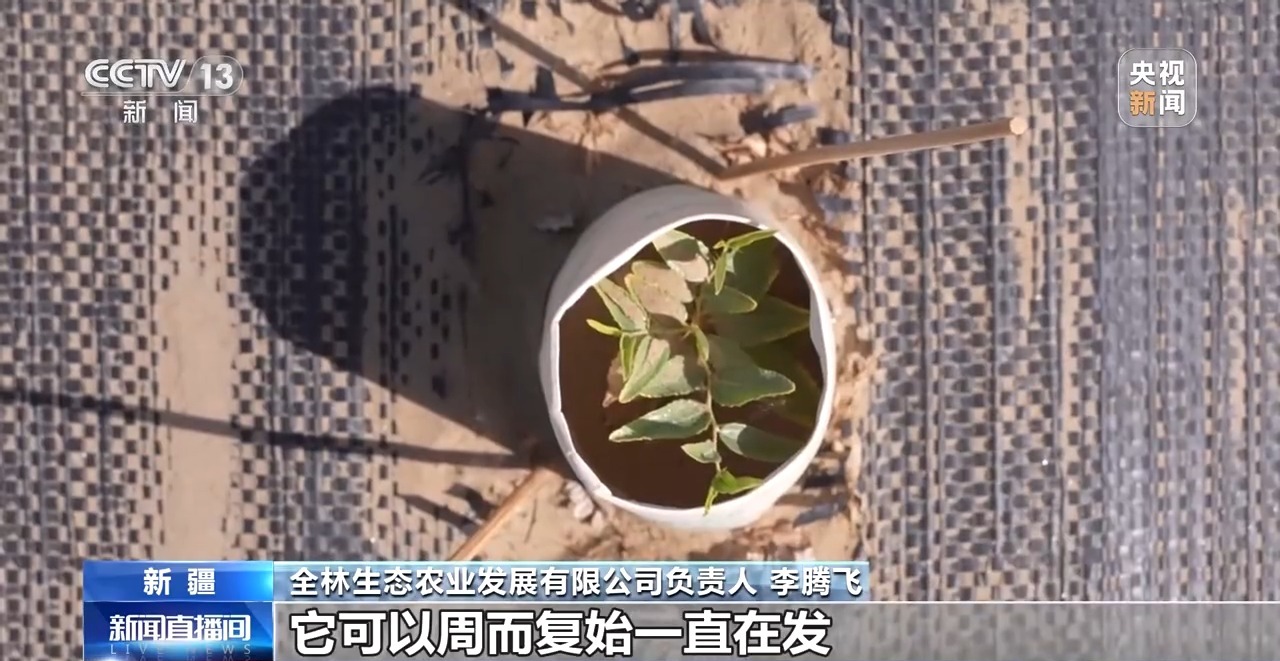 砥砺奋进七十载 天山南北谱华章丨十年巧治流沙 台特玛湖焕然新生