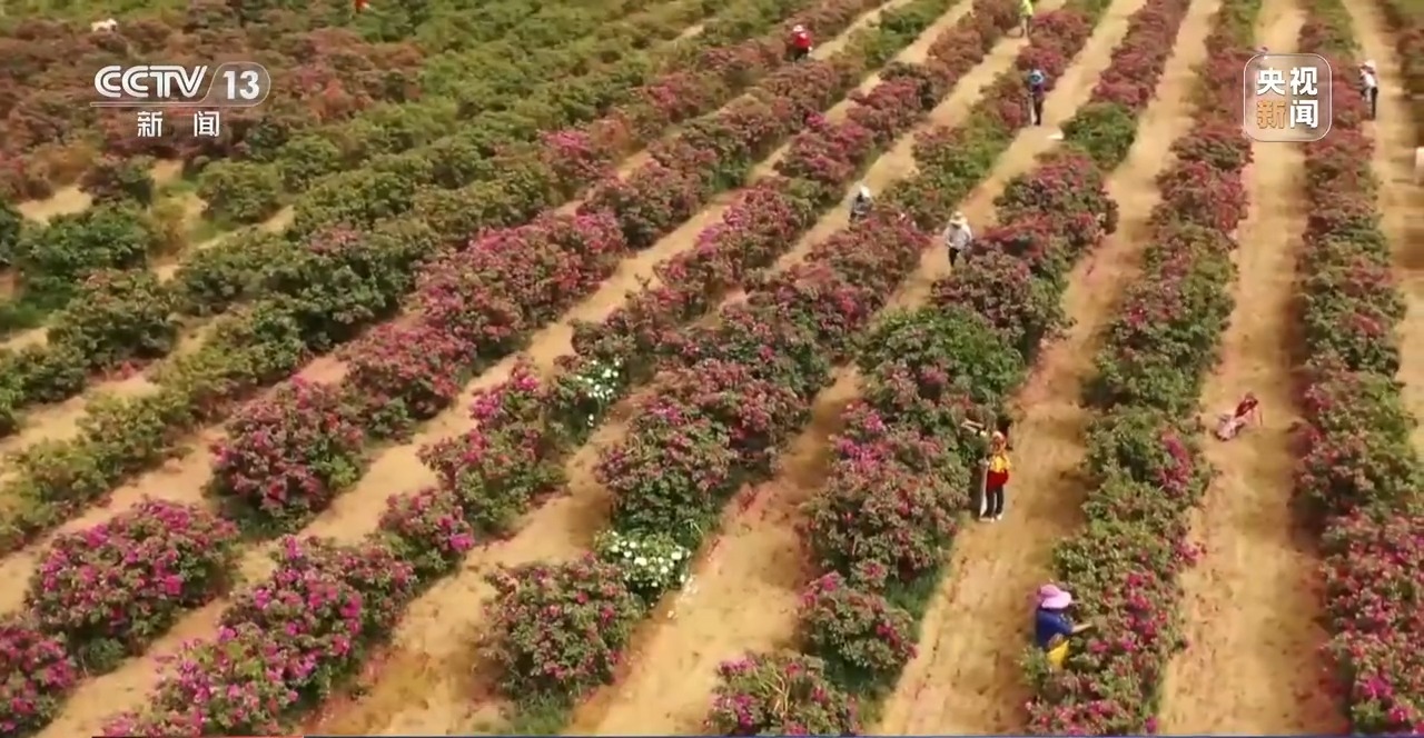 砥砺奋进七十载 天山南北谱华章丨十年巧治流沙 台特玛湖焕然新生