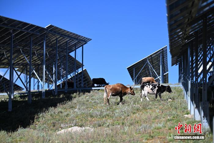 雪山下的藏乡共富记:用产业、民生与文化织就幸福图景