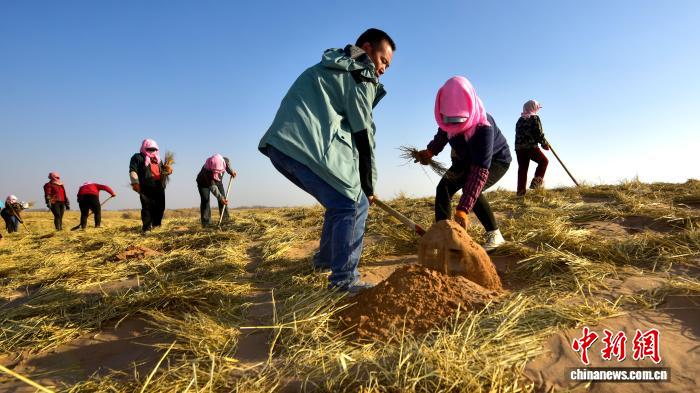 甘肃民勤“治沙人”的接力赛