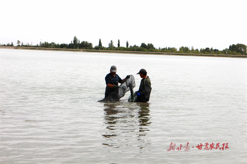 临泽:双泉湖上捕蟹忙 临泽:双泉湖上捕蟹忙
