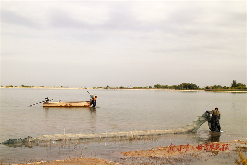临泽：双泉湖上捕蟹忙