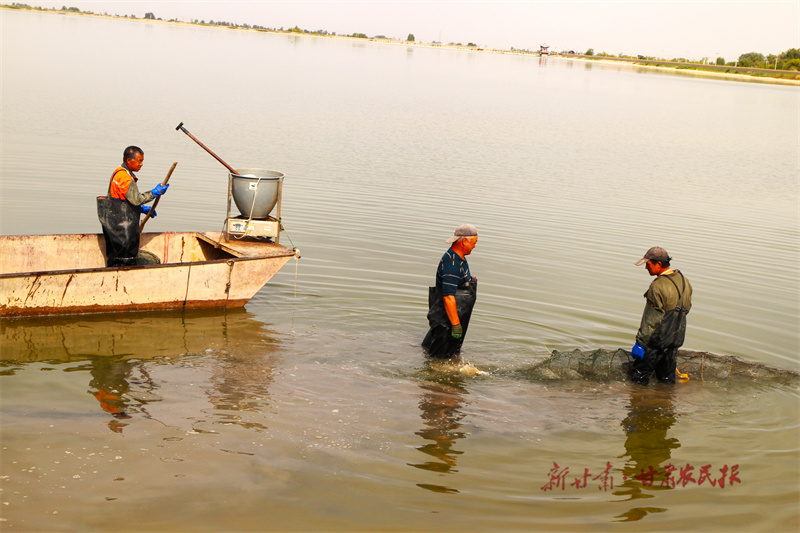 临泽:双泉湖上捕蟹忙 临泽:双泉湖上捕蟹忙