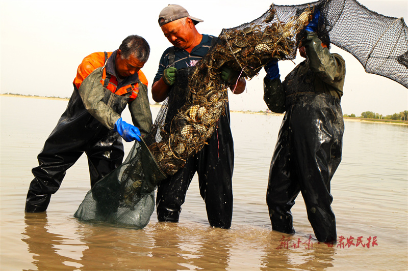 临泽：双泉湖上捕蟹忙