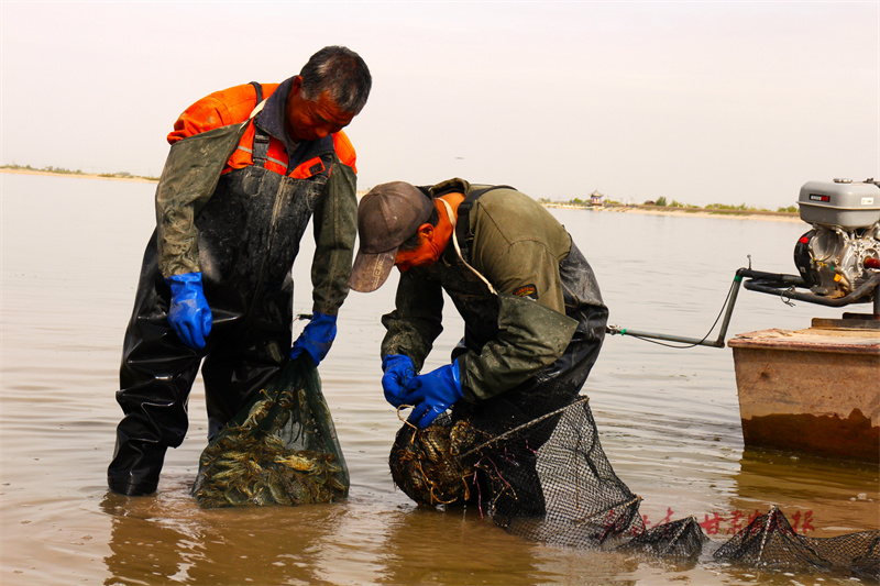 临泽：双泉湖上捕蟹忙