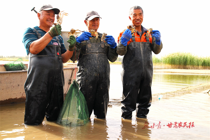 临泽：双泉湖上捕蟹忙