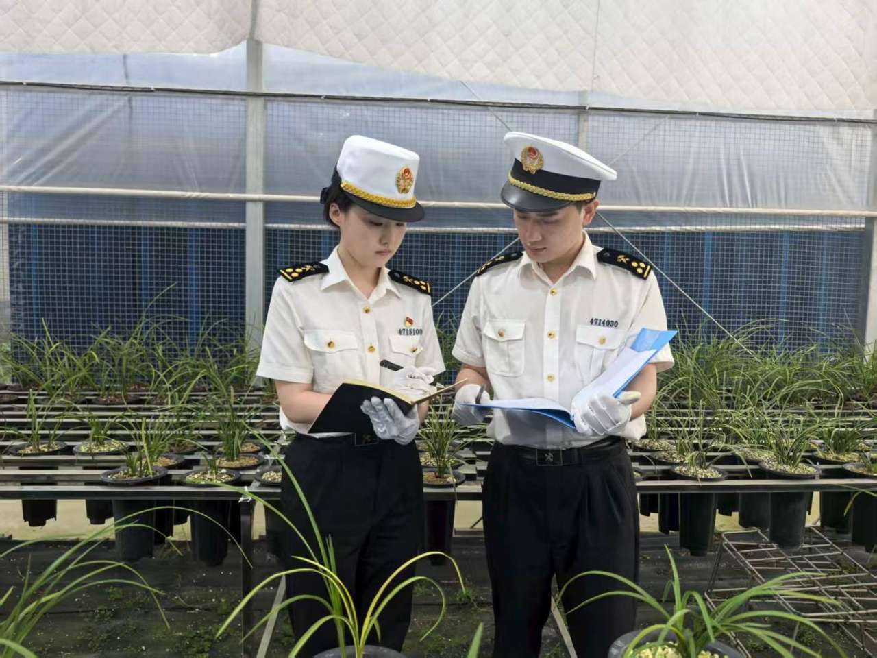 出口实现“零”的突破！湖北蕙兰绽放海外