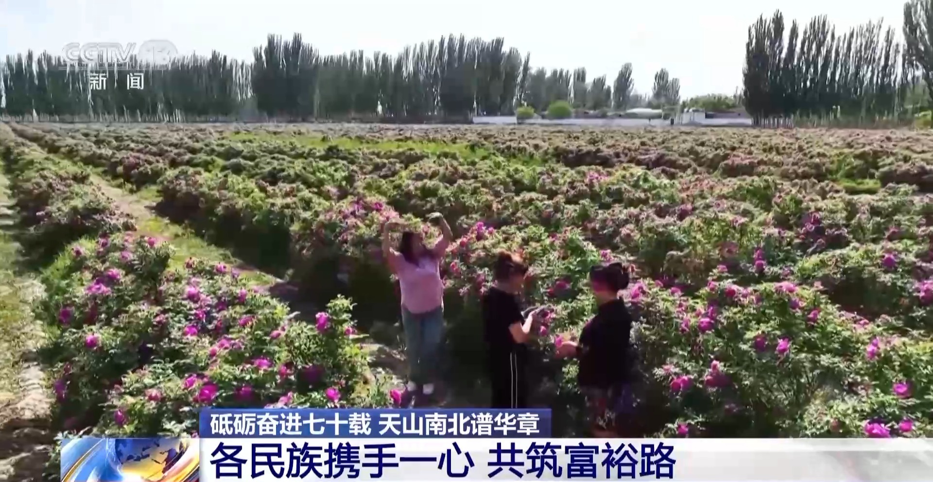 砥砺奋进七十载 天山南北谱华章丨各民族携手一心 共筑富裕路