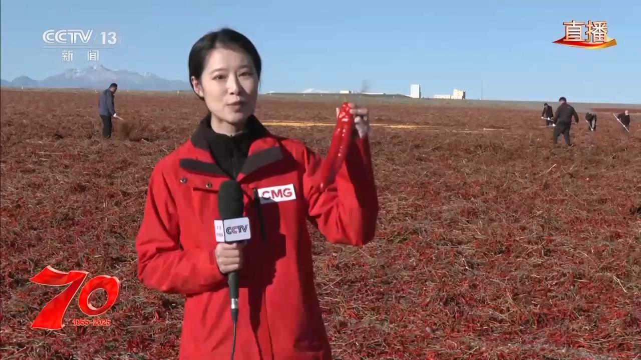 在新疆万亩戈壁晾晒场 看“火红辣椒”带来“红火日子”