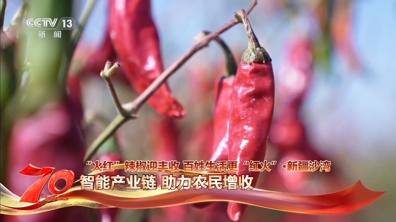 在新疆万亩戈壁晾晒场 看“火红辣椒”带来“红火日子”