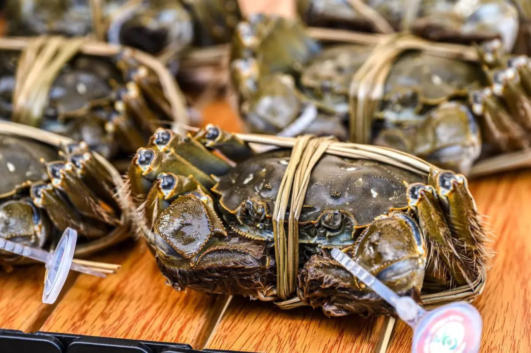 满澄尽啖黄金甲！阳澄湖大闸蟹开捕！