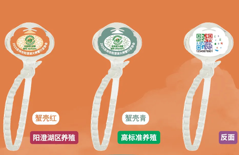 满澄尽啖黄金甲！阳澄湖大闸蟹开捕！