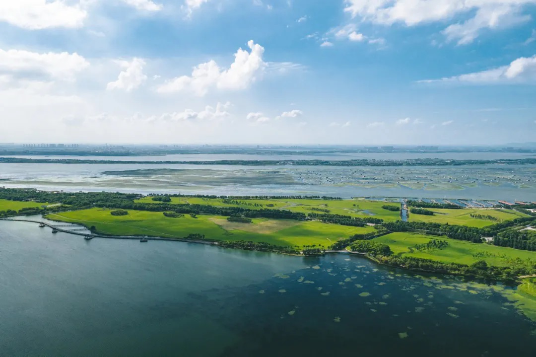 满澄尽啖黄金甲！阳澄湖大闸蟹开捕！