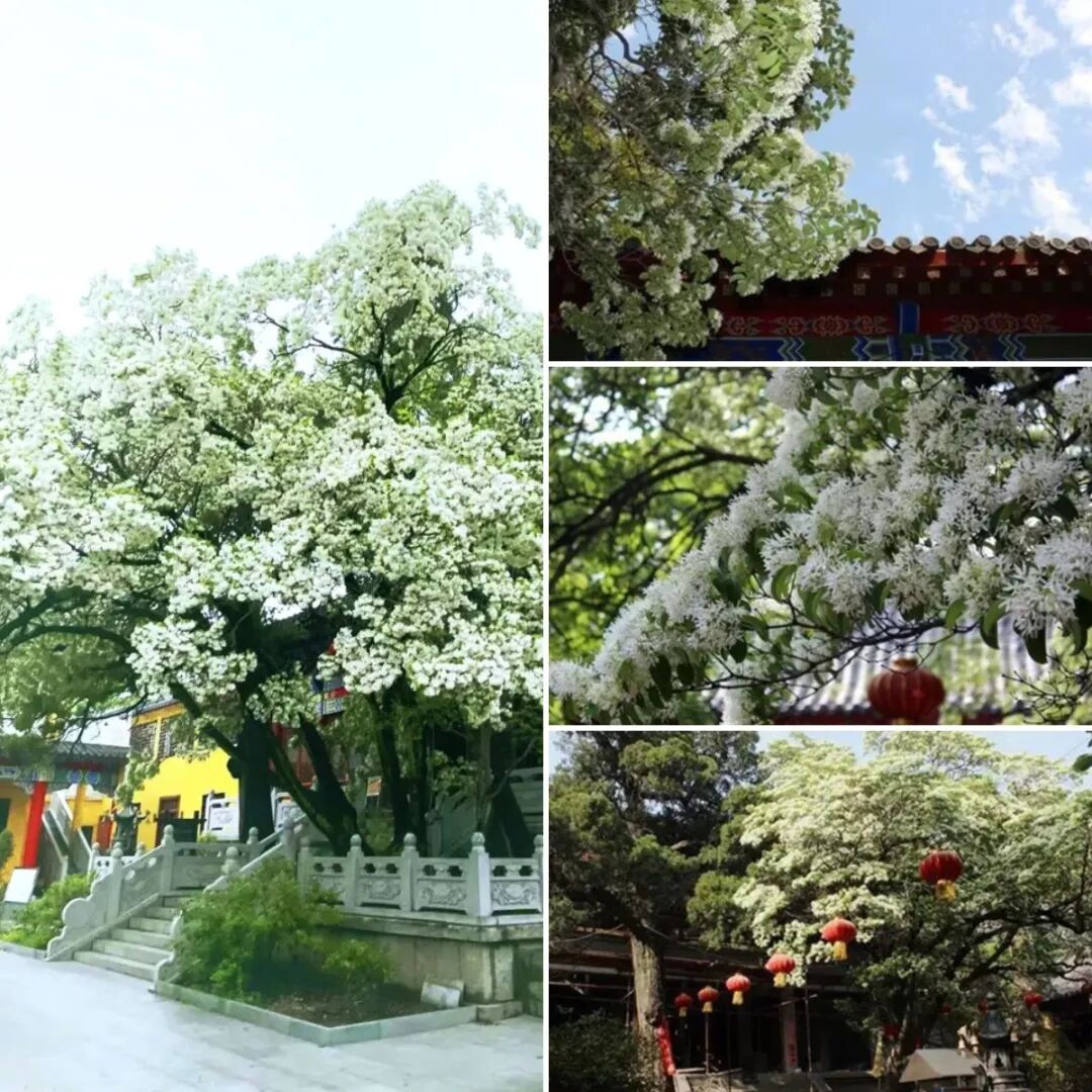 连云港“孔望山摩崖造像·古流苏”入选第一批“国保单位·古树名木”协同保护名录