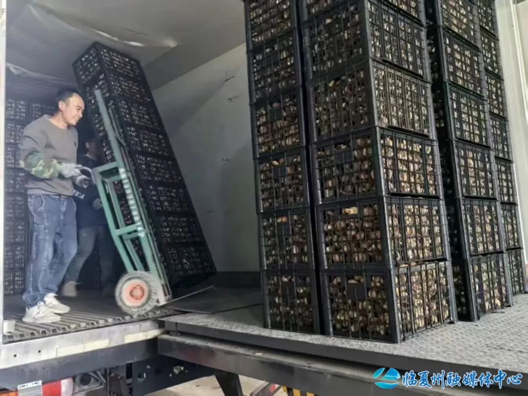 百座大棚菇飘香