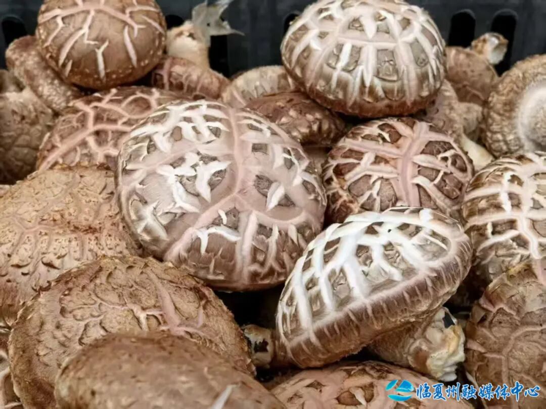 百座大棚菇飘香