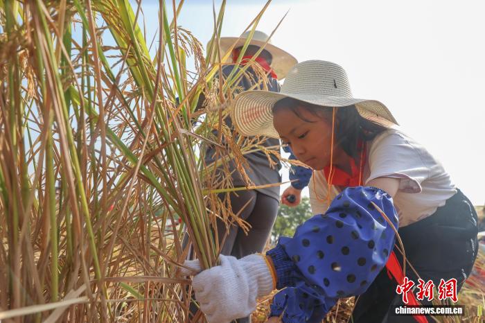 江西南昌:青少年走进农田 体验秋收乐趣