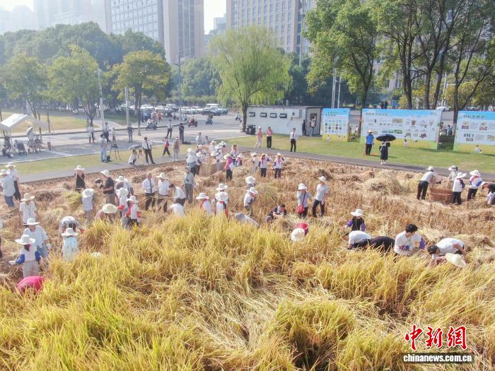 江西南昌:青少年走进农田 体验秋收乐趣