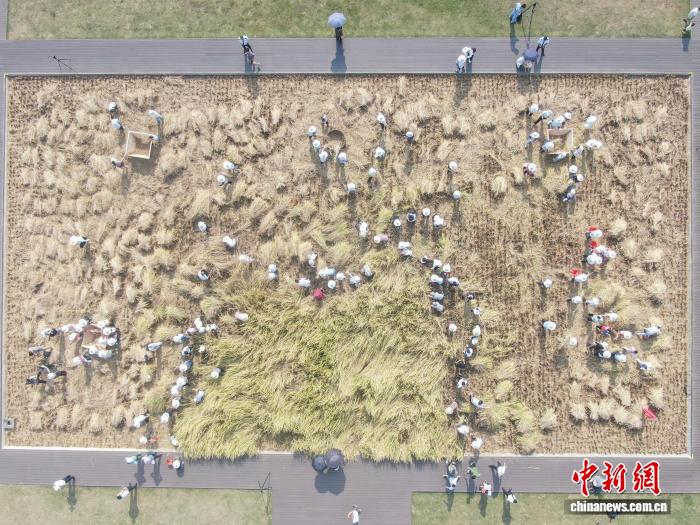 江西南昌:青少年走进农田 体验秋收乐趣