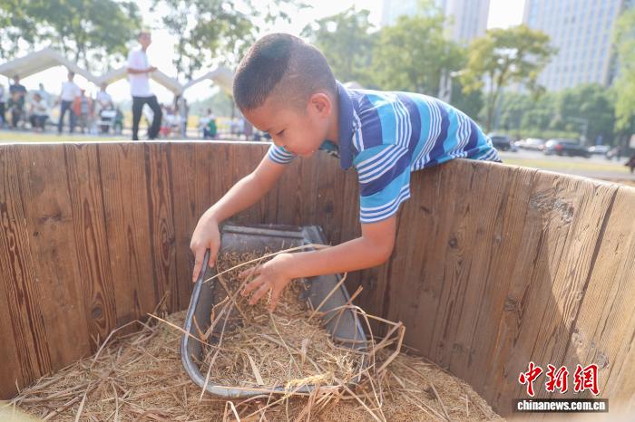 江西南昌:青少年走进农田 体验秋收乐趣