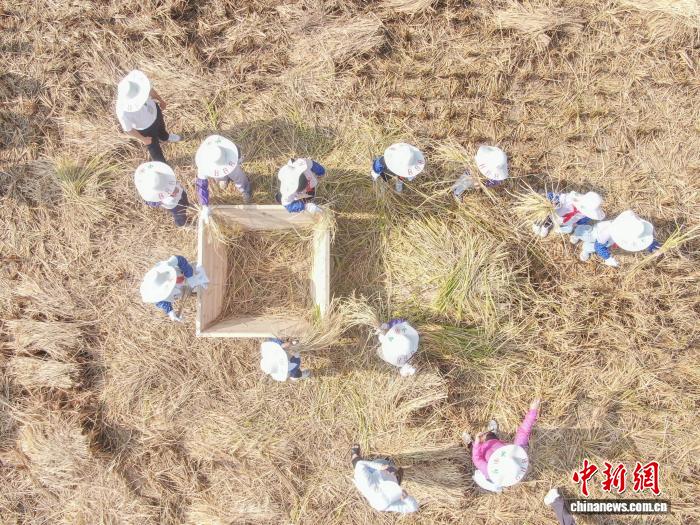 江西南昌:青少年走进农田 体验秋收乐趣