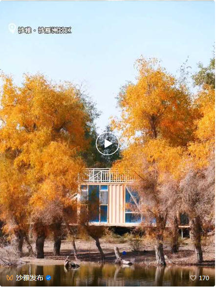 沙雅胡杨季丨沙雅县塔里木河岸边的胡杨开始黄了