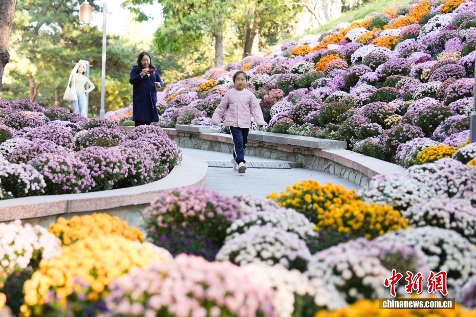 北京日坛公园菊花盛开引游人