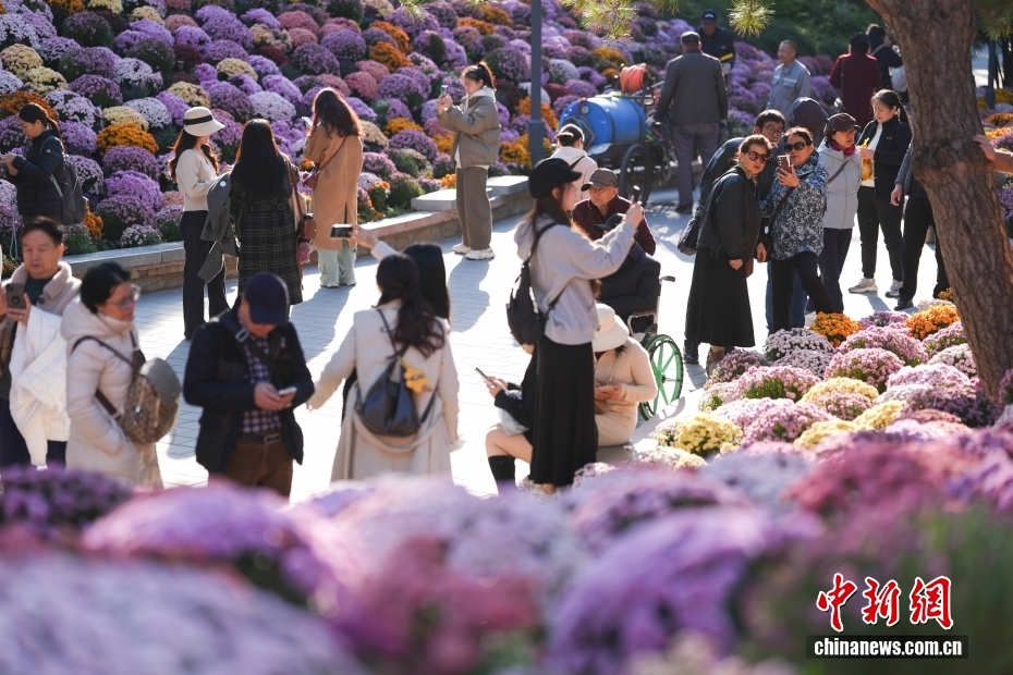 北京日坛公园菊花盛开引游人
