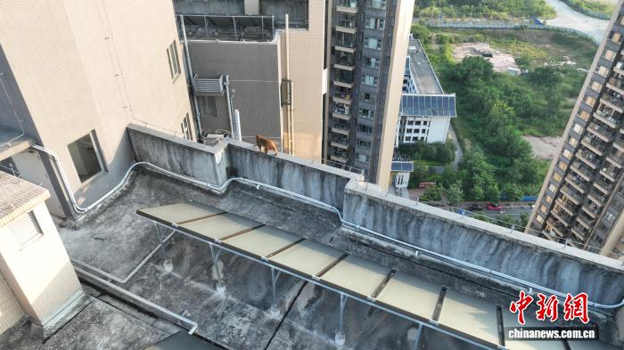 南宁市民友善待“猴客” 见证人与自然相处之道