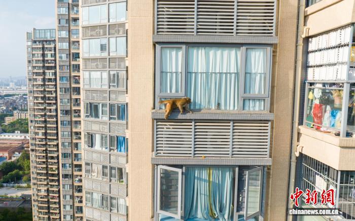 南宁市民友善待“猴客” 见证人与自然相处之道