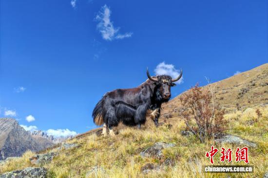 藏北“江南”西藏嘉黎深秋风光如画