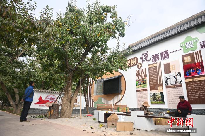 “世界第一古梨园”迎采摘旺季:非遗“天把式”助村民高空采摘