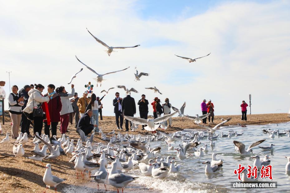 秋染青海湖 水鸟翩跹引客来 秋染青海湖 水鸟翩跹引客来