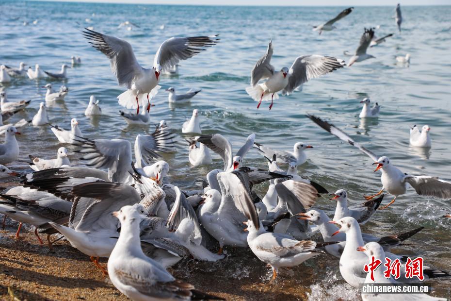 秋染青海湖 水鸟翩跹引客来 秋染青海湖 水鸟翩跹引客来