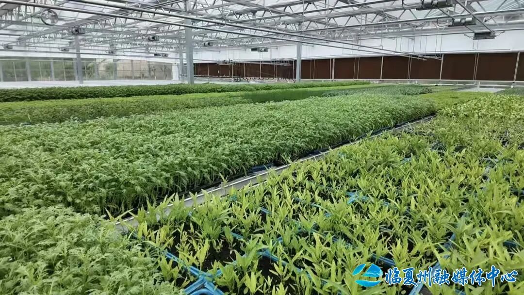 东乡:设施农业托起群众稳稳的幸福