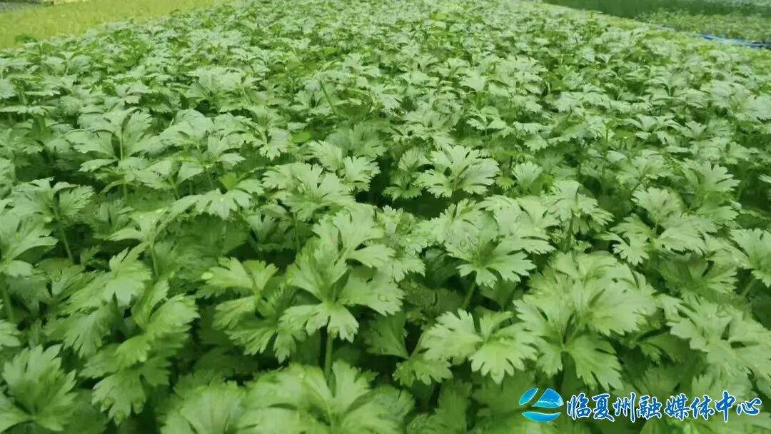 东乡:设施农业托起群众稳稳的幸福