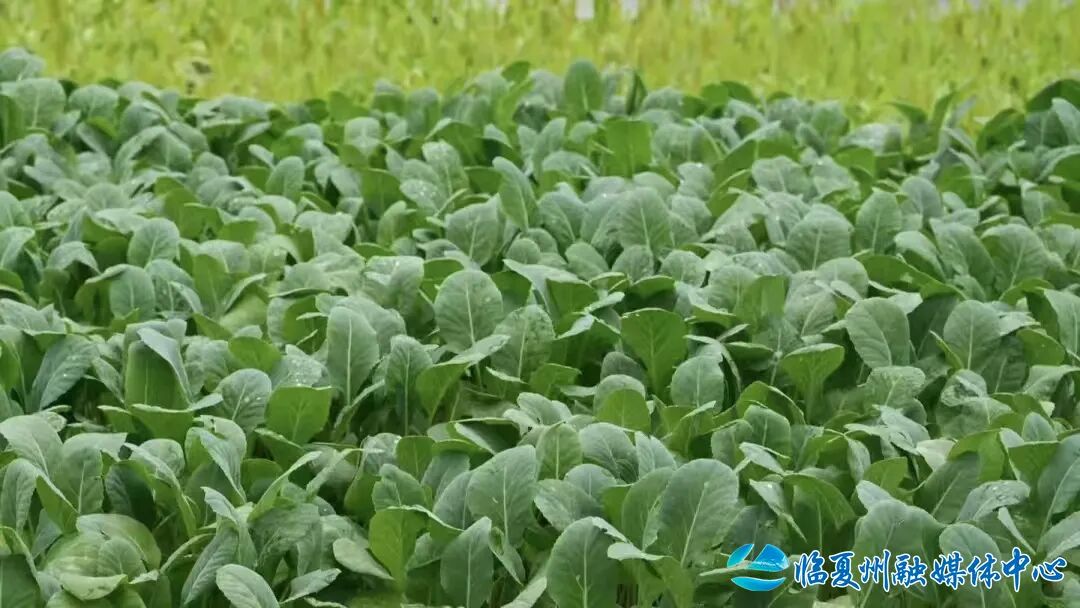 东乡:设施农业托起群众稳稳的幸福