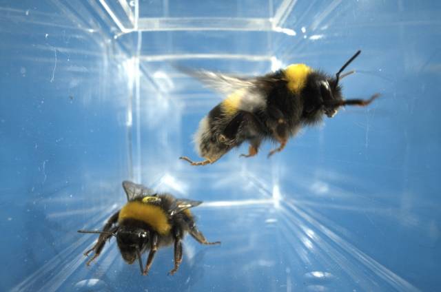 广东科学家：大黄蜂也能“共情”，“情绪传染”的现象起源可能更早