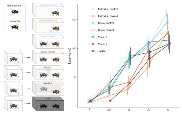 广东科学家：大黄蜂也能“共情”，“情绪传染”的现象起源可能更早