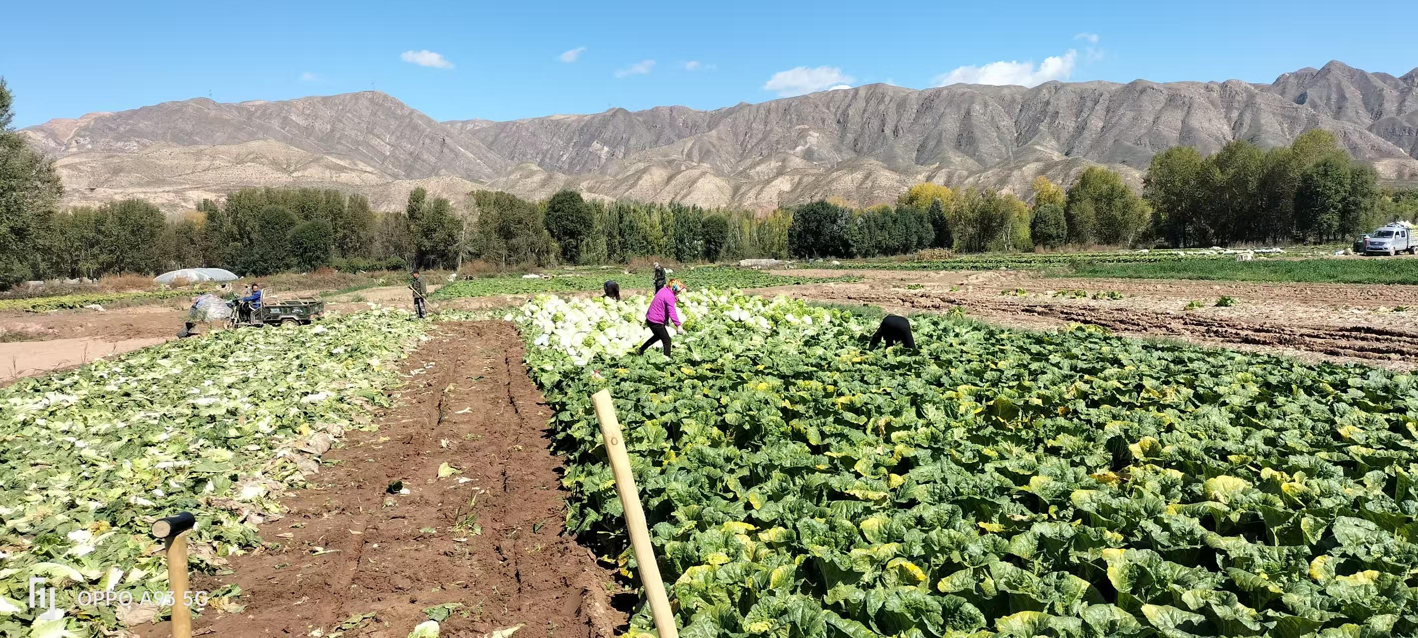 高店镇：特色农业铺就乡村振兴路