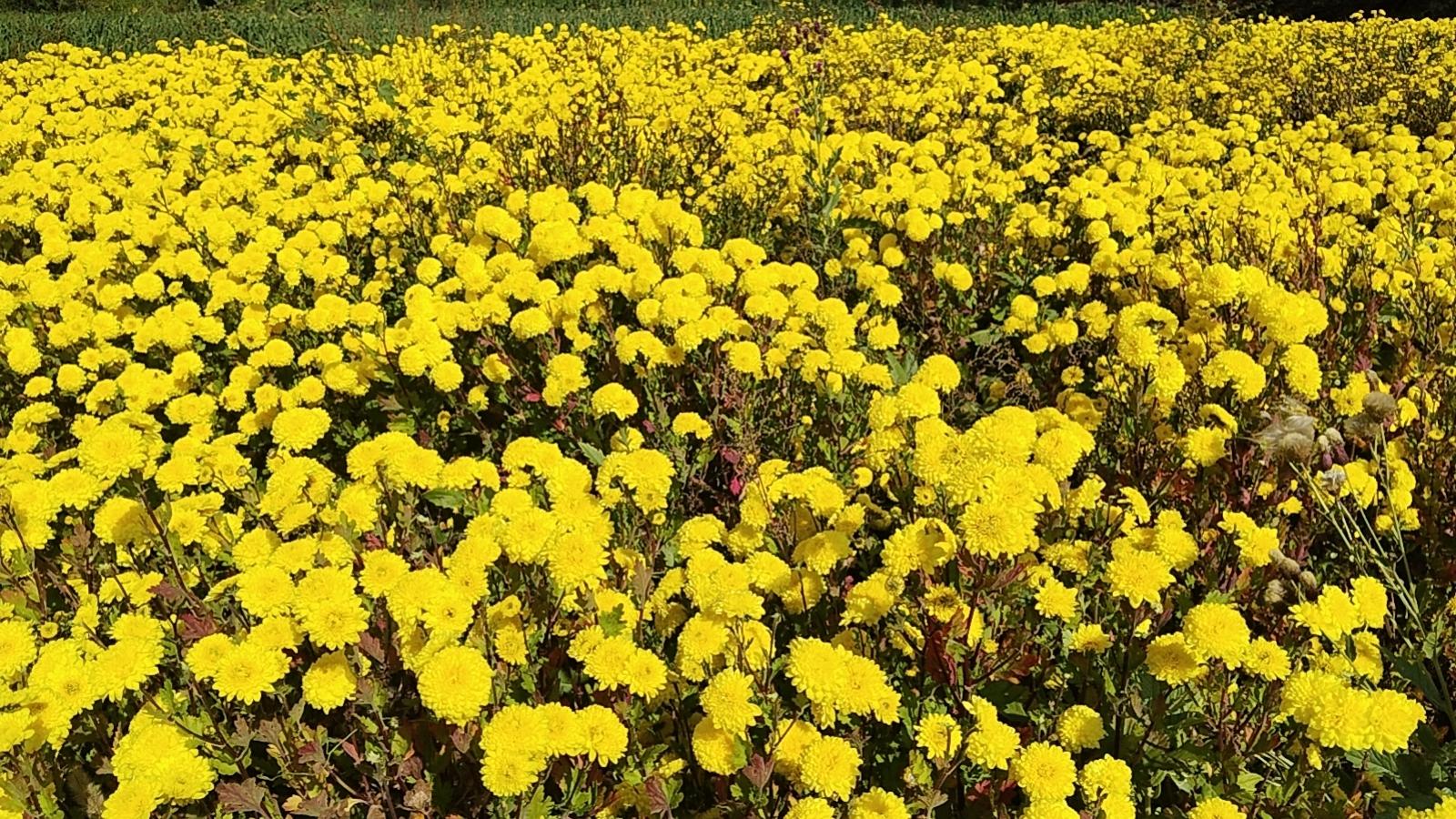 高店镇：特色农业铺就乡村振兴路