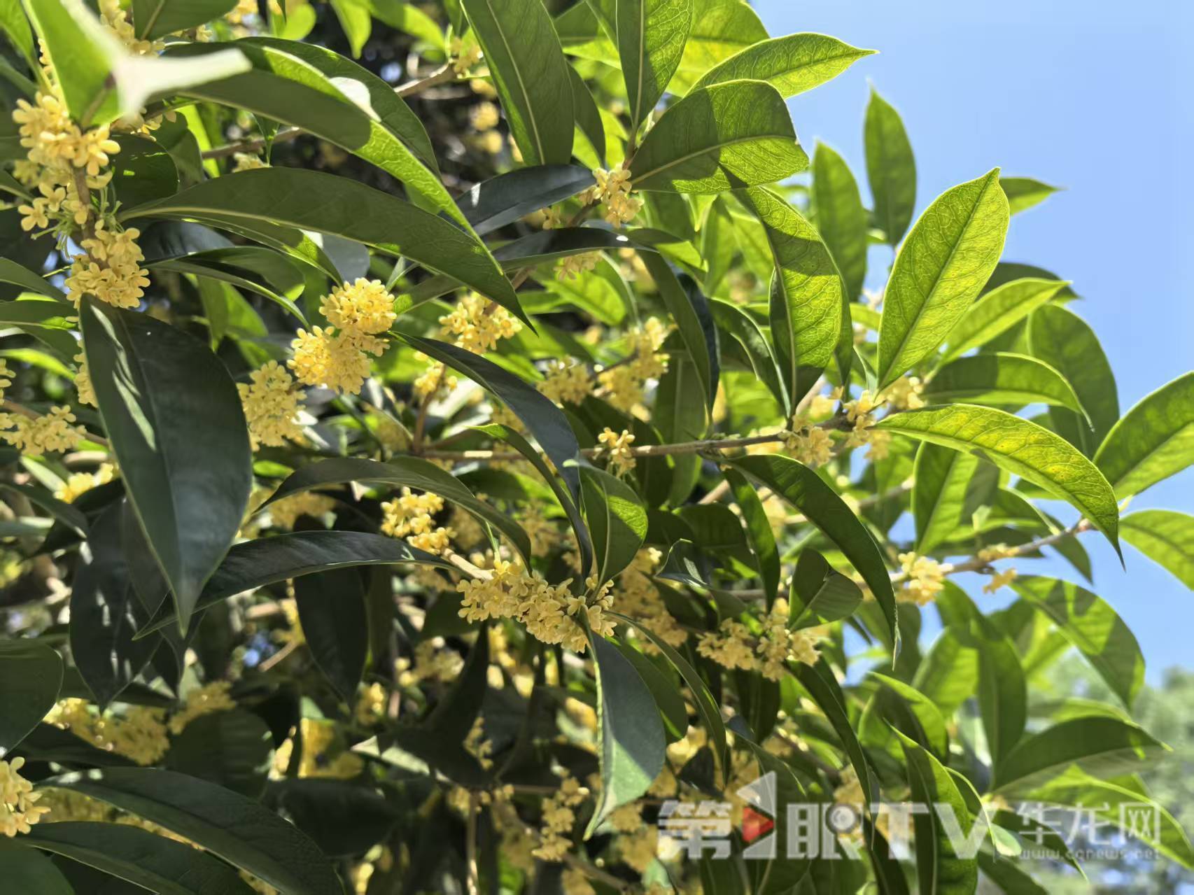 桂花又开了！重庆桂花二度飘香 本周末抓紧赏花闻香