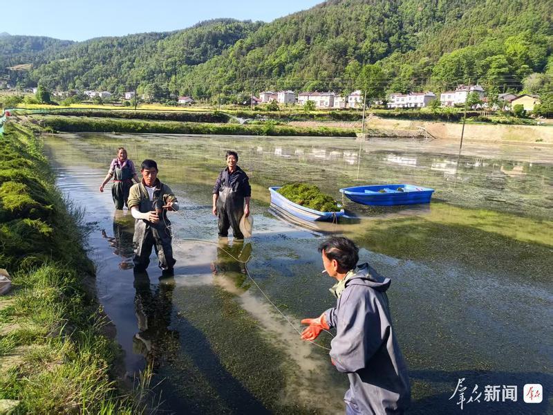 “水稻+”绘就乡村振兴新画卷 “水稻+”绘就乡村振兴新画卷