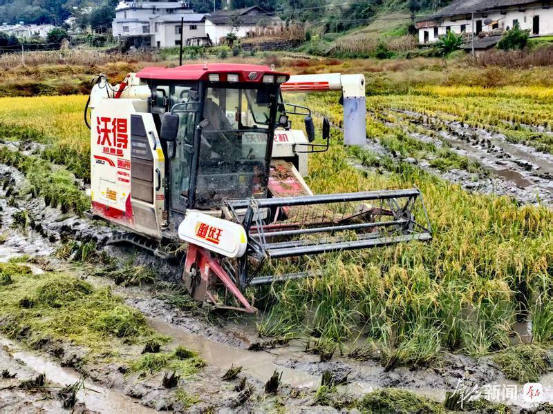 “水稻+”绘就乡村振兴新画卷 “水稻+”绘就乡村振兴新画卷